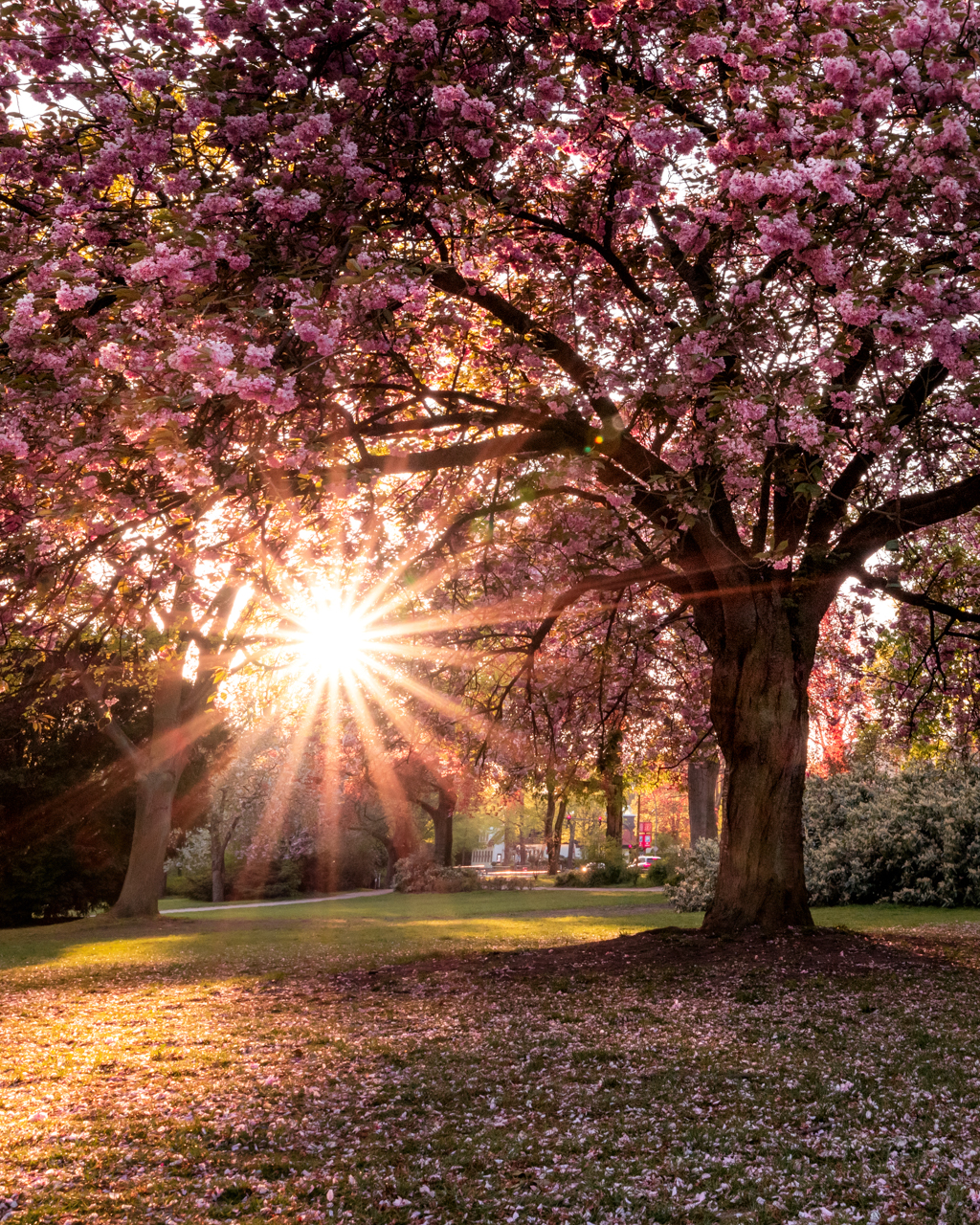 
Cherry Blossom Altona
