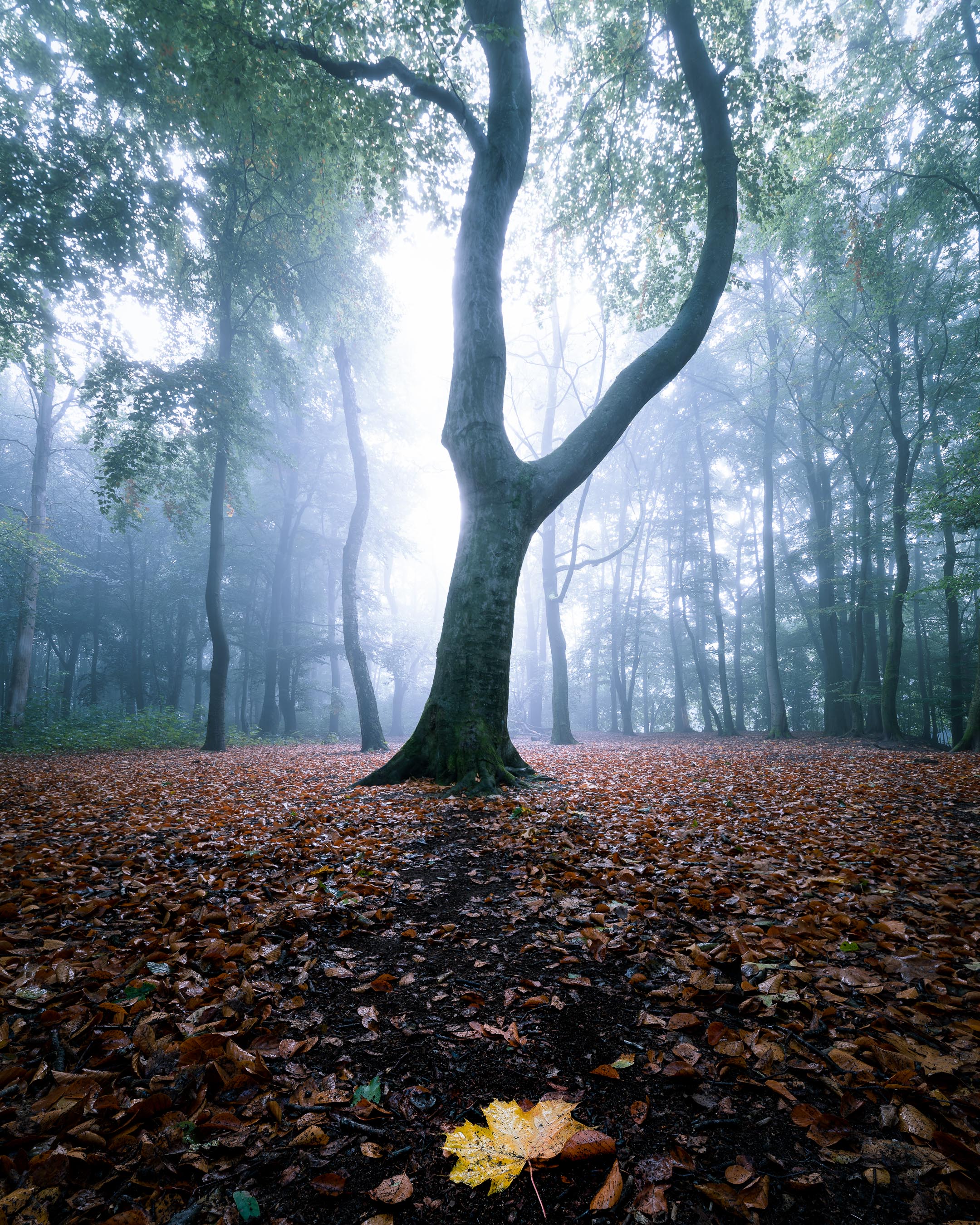 
Misty Morning Hamburg Volkspark
