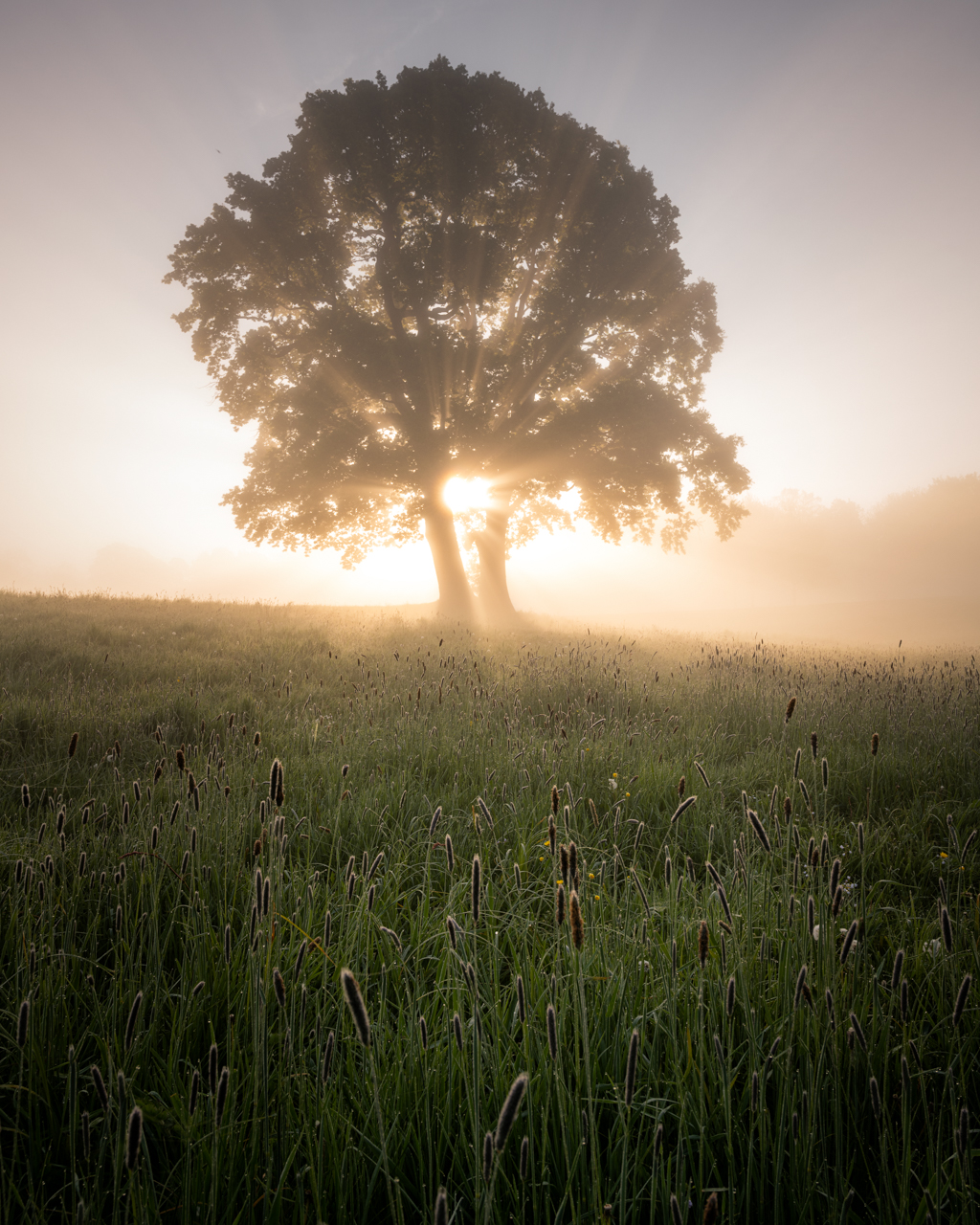 
Favorite Tree Hamburg

